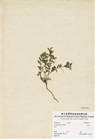 藏品(瓜子金)的圖片